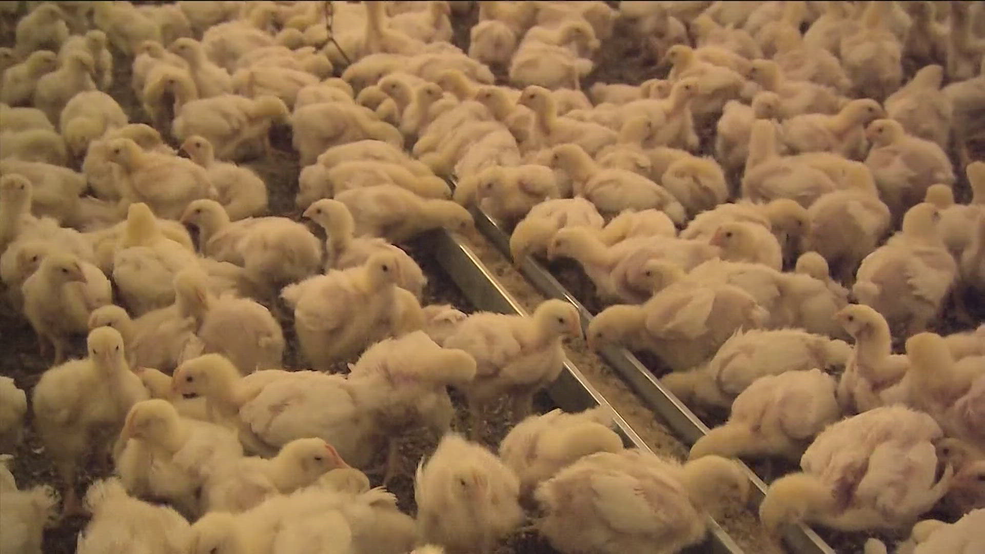 One of the nation's largest fresh egg producers has stopped production after discovering a bird flu outbreak in its Texas facility.