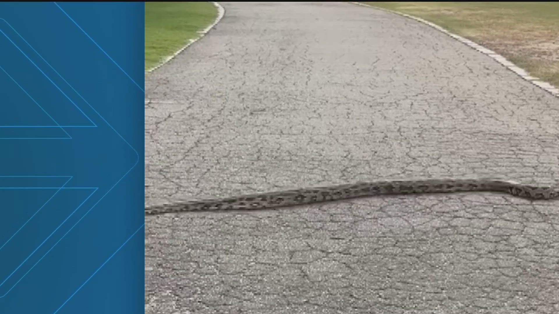 Three snakes were seen slithering around in Piedmont Park on Wednesday afternoon.