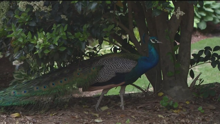 Mysterious peacock wanders neighborhood