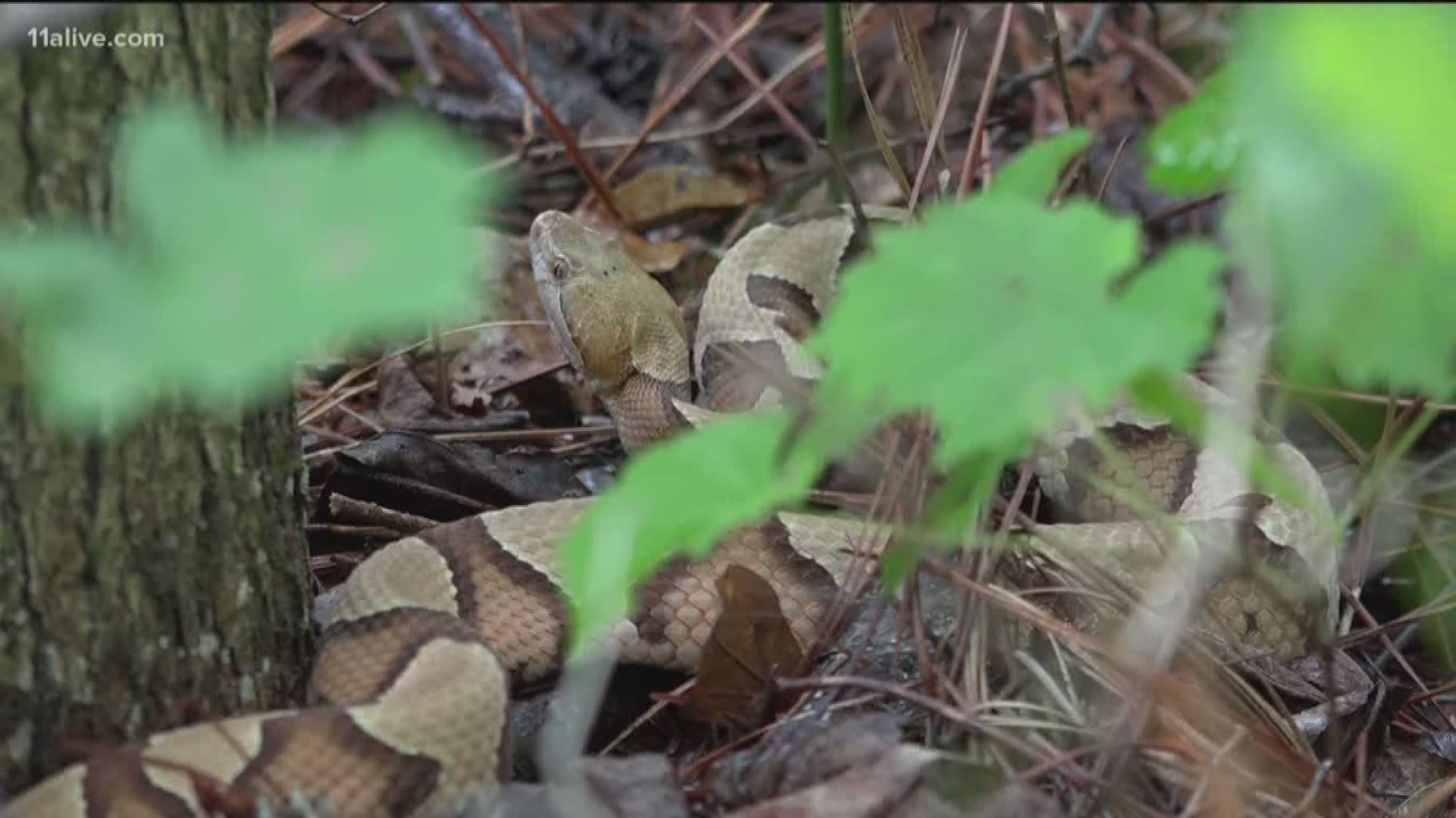 Copperheads Are Moving In Georgia Here S How To Protect Yourself 11alive Com