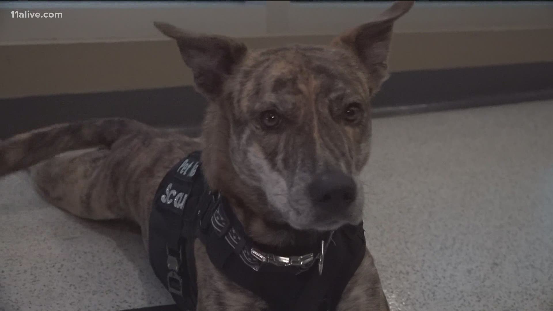 2-year-old Scout becomes APD's first emotional support animal.