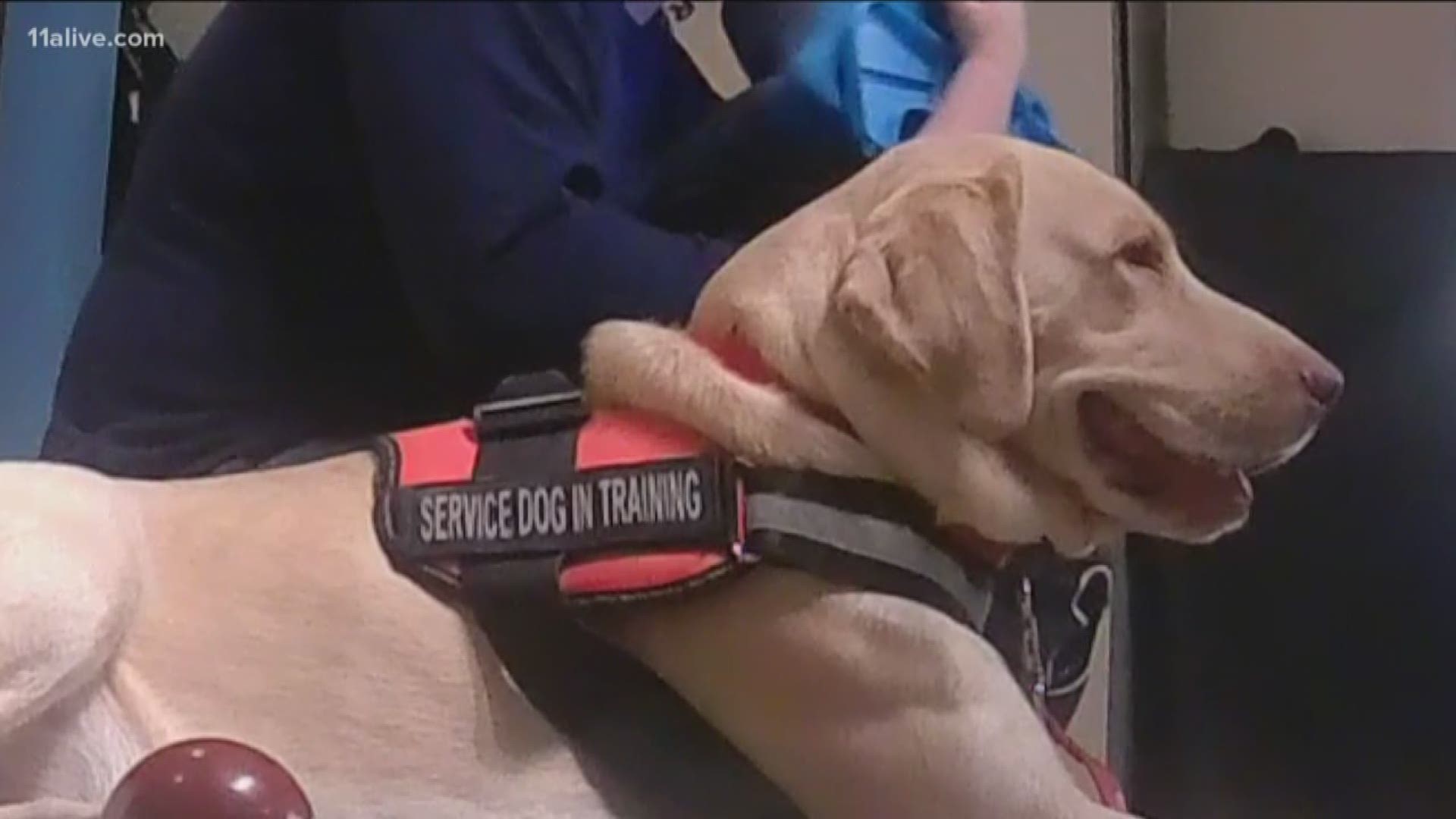 Bentley's is autistic and has a sensory disorder. His mom Kathryn explained that he doesn't show emotion, but when he met River, one of Ranger Dog Training rescue dogs, something was immediately different.