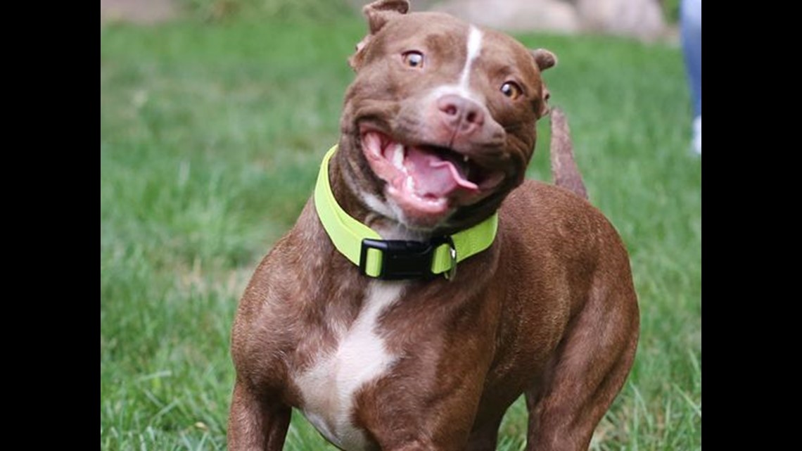 New restrictions passed on vicious, dangerous dogs