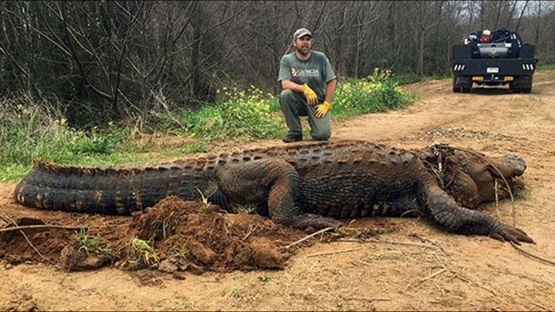 Verify Was a massive alligator discovered near Lake