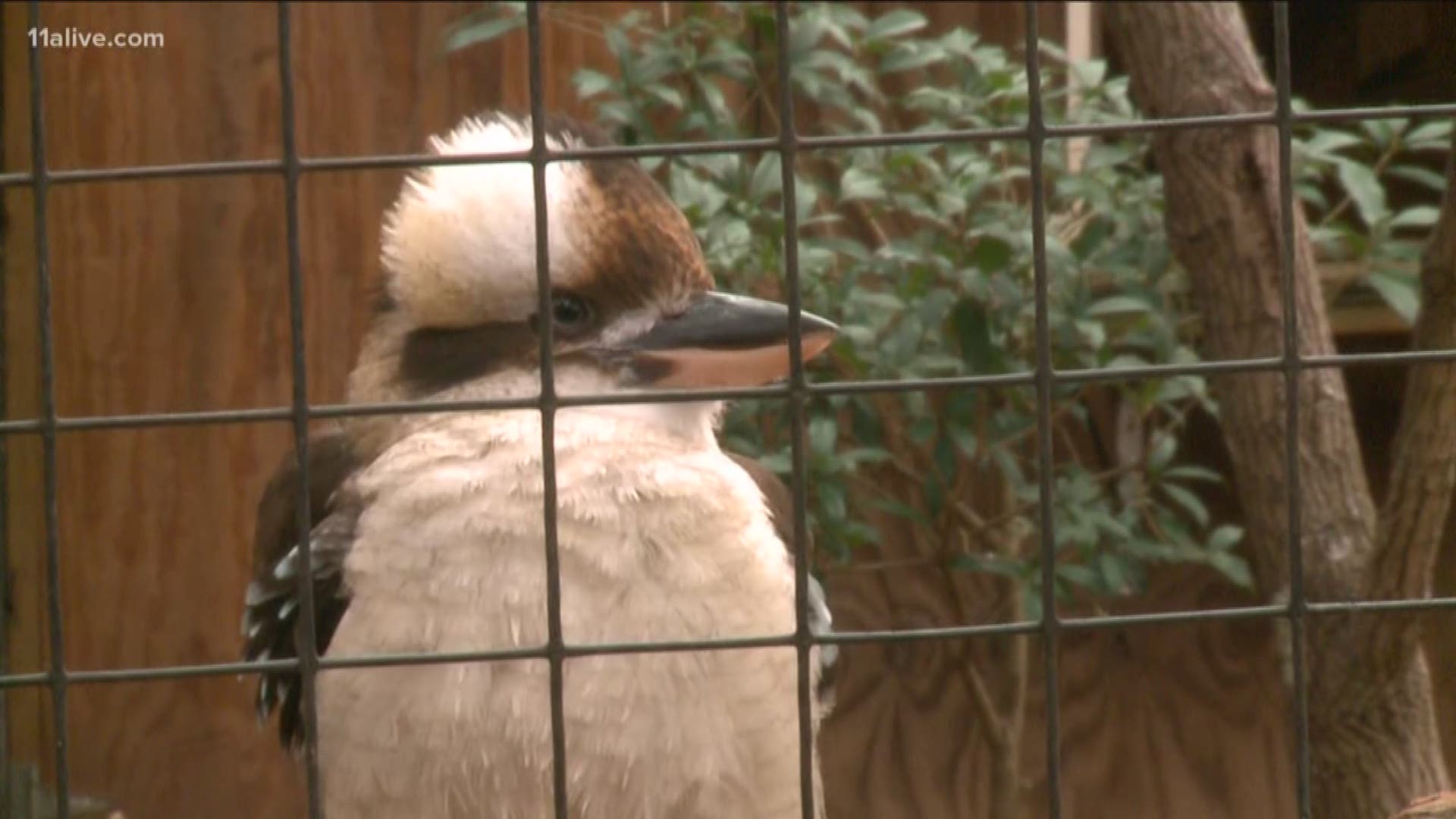 Into the Wild with Chesley McNeil takes you to the Laughing Kookaburra Dundee at Zoo Atlanta