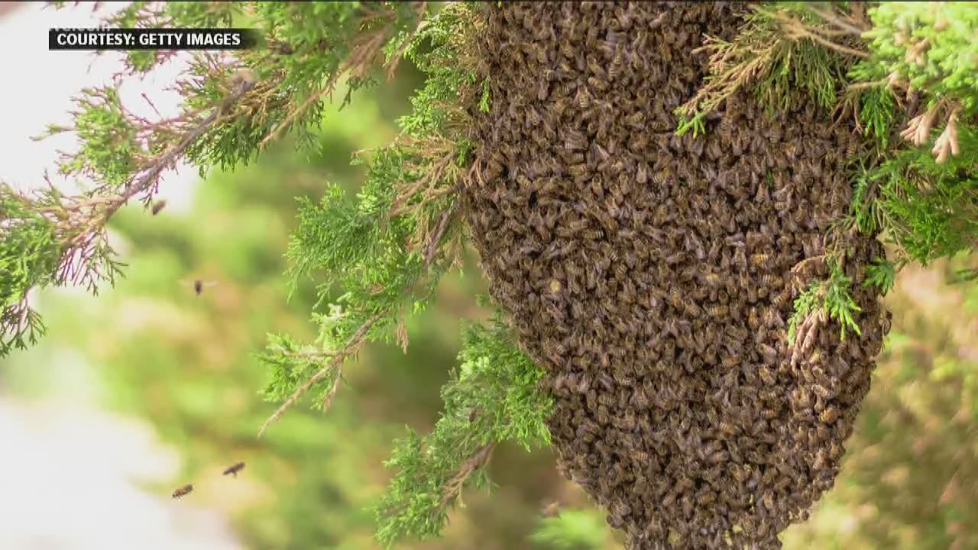 Why Is There No Need To Panic Over A Swarm Of Bees
