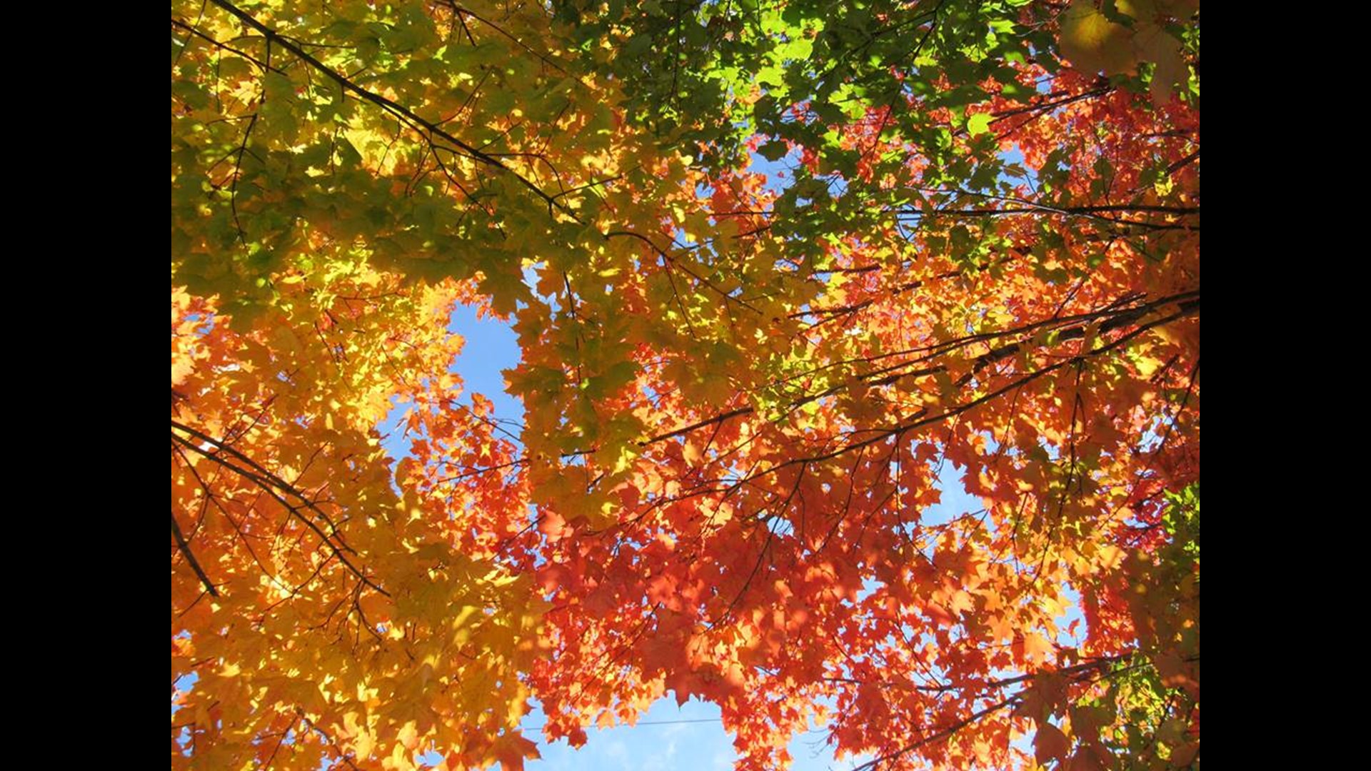 Will the warm weather impact the fall foliage? | 11alive.com