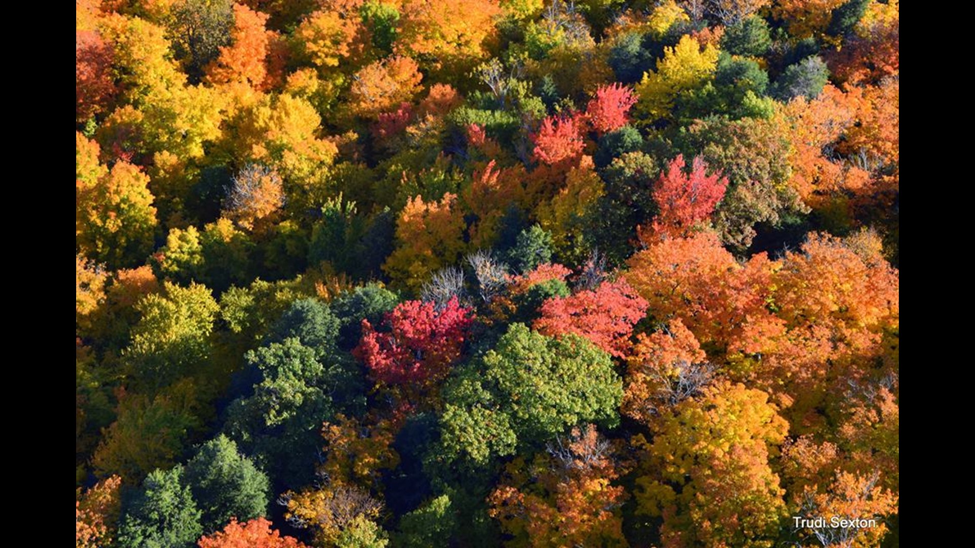 Will the warm weather impact the fall foliage? | 11alive.com
