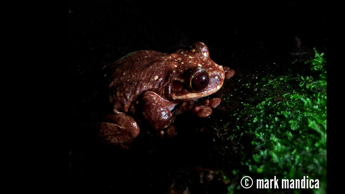 舞台+ミュージカル FROGS DOCUMENTARY OF FROGS Amazon.com: Frogs (Special Edition) (Kino Cult #12) [Blu-ray