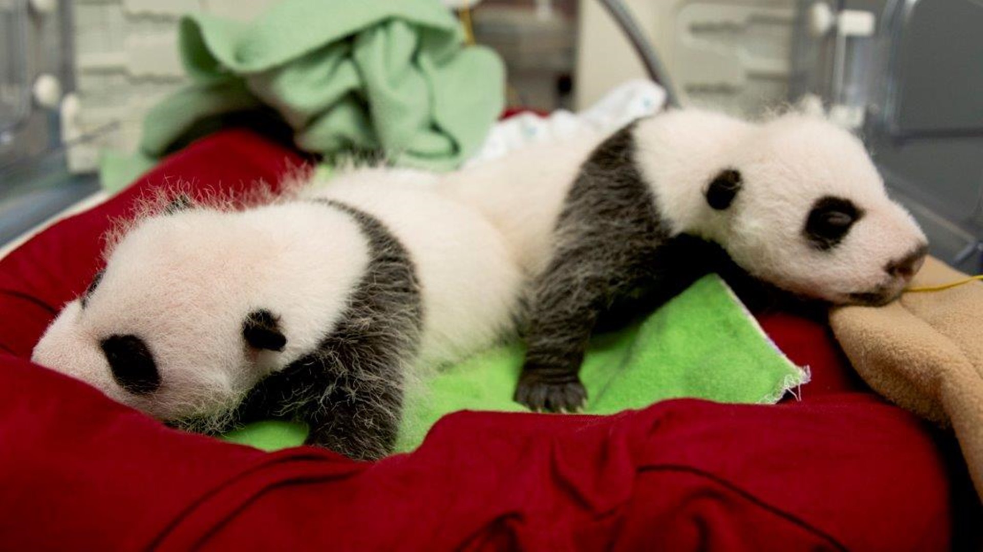 Twin pandas turn 1 month and they are ADORABLE | 11alive.com
