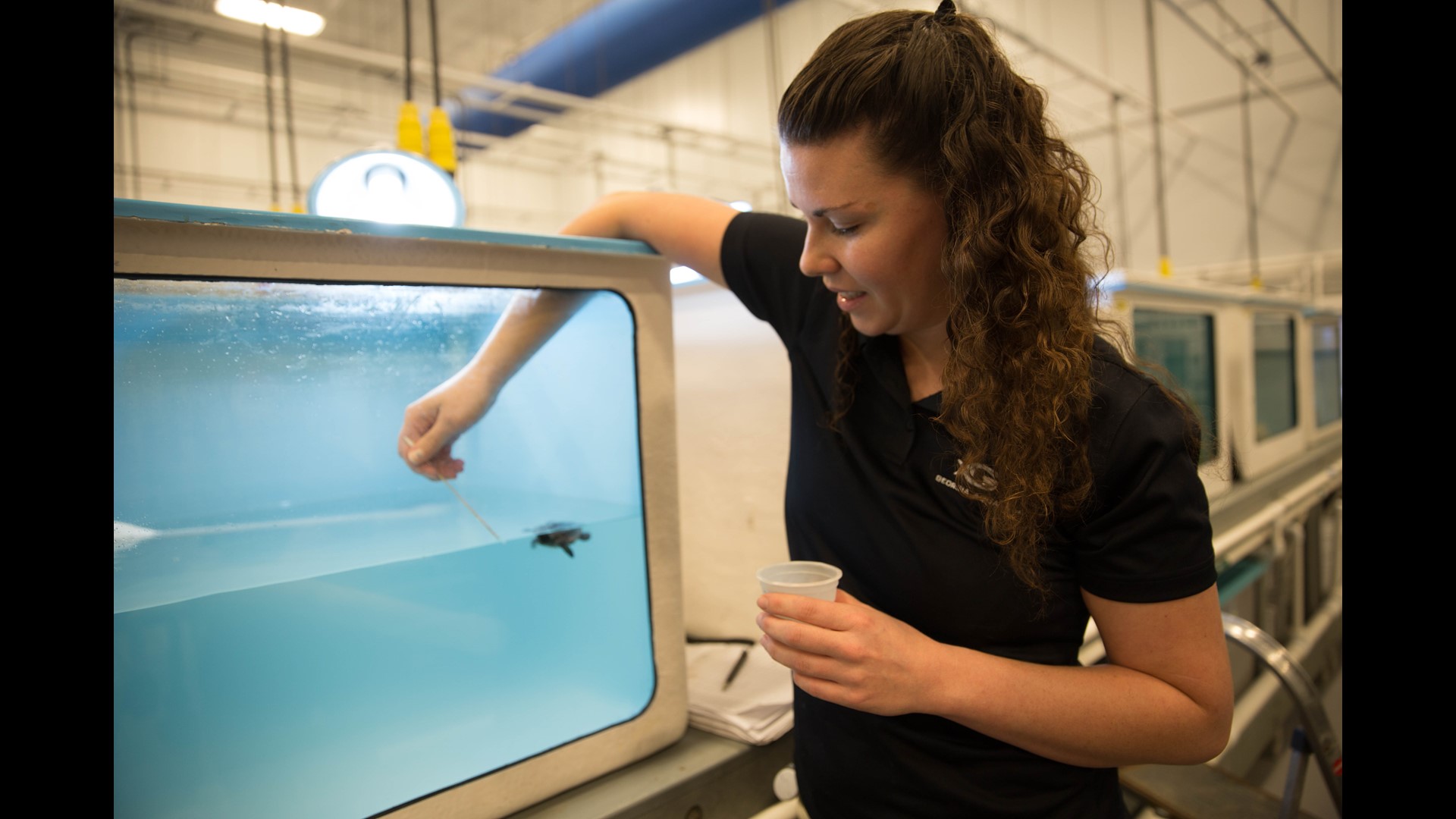 PHOTOS Jekyll Island sea turtles moved to Ga. aquarium