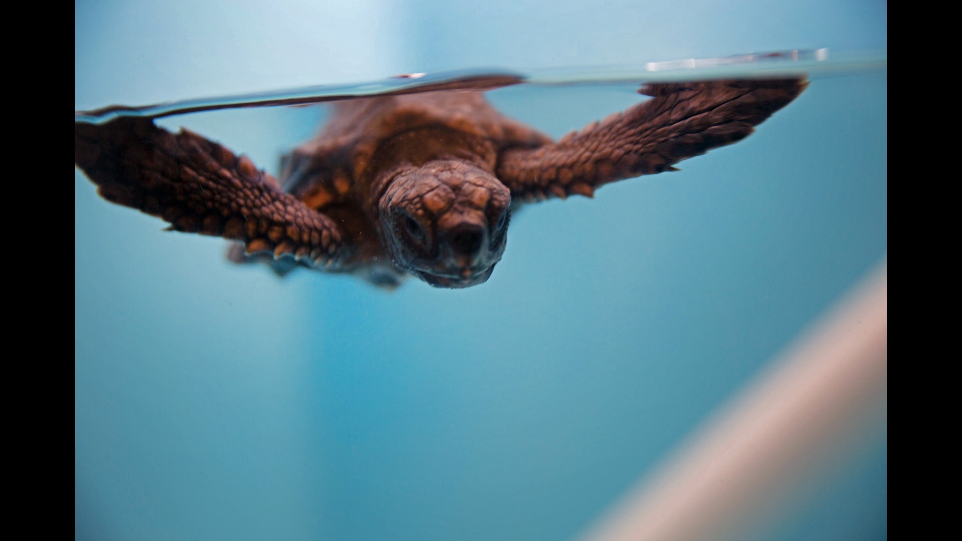 Jekyll Island sea turtles find temporary home at Aquarium