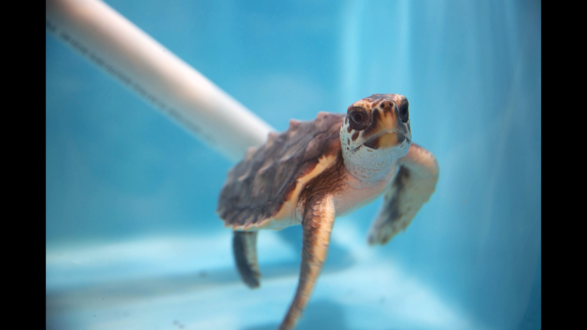 Jekyll Island sea turtles find temporary home at Aquarium