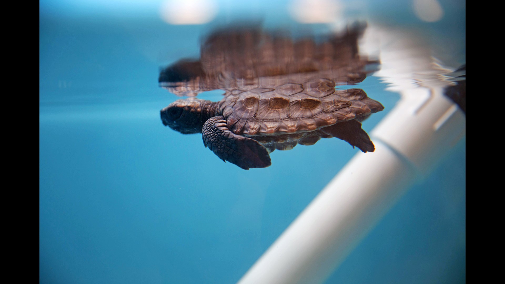 PHOTOS Jekyll Island sea turtles moved to Ga. aquarium