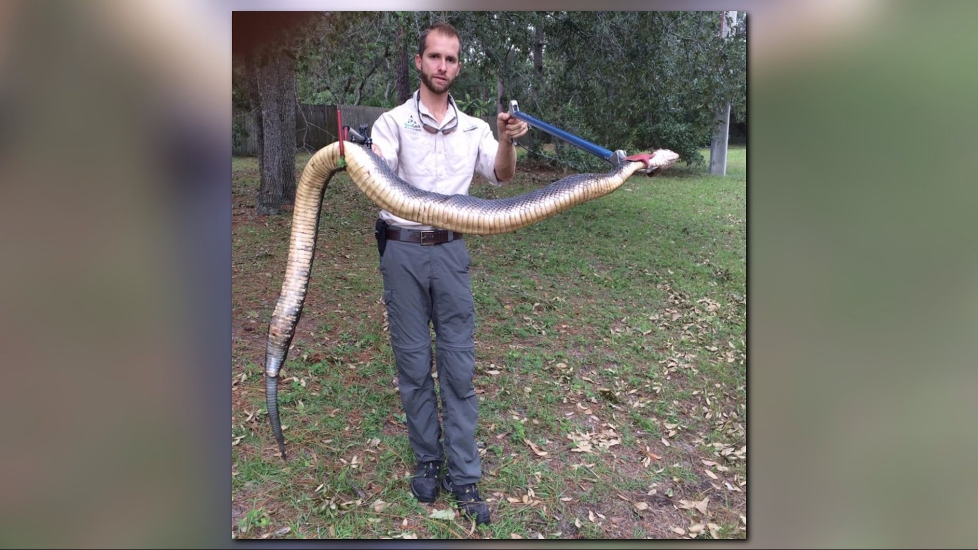 Giant water moccasin nabbed in Florida