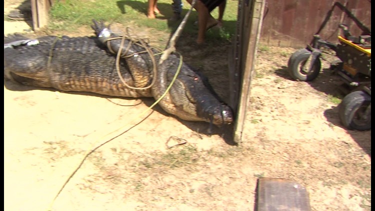 Record breaking gator caught in Texas | 11alive.com