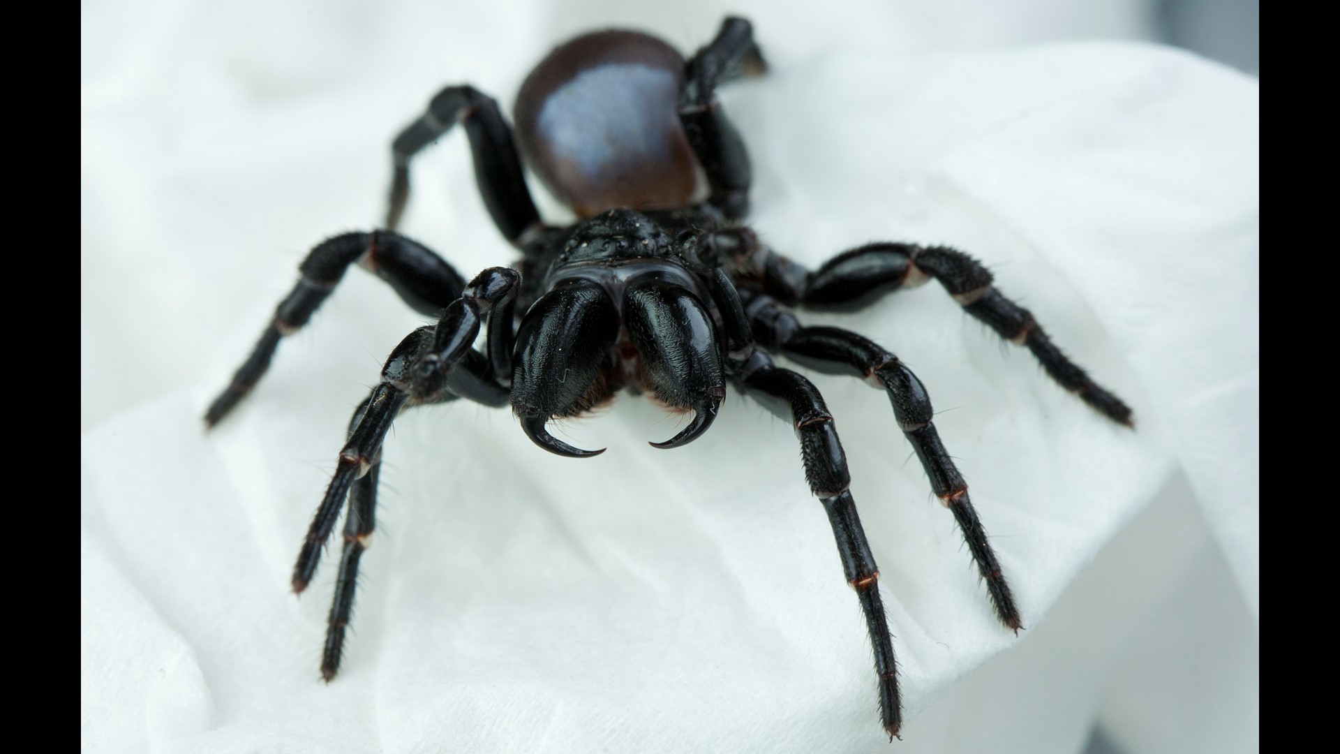 Gigantic Spider Nicknamed 'Charlotte' In Australia | 11alive.com