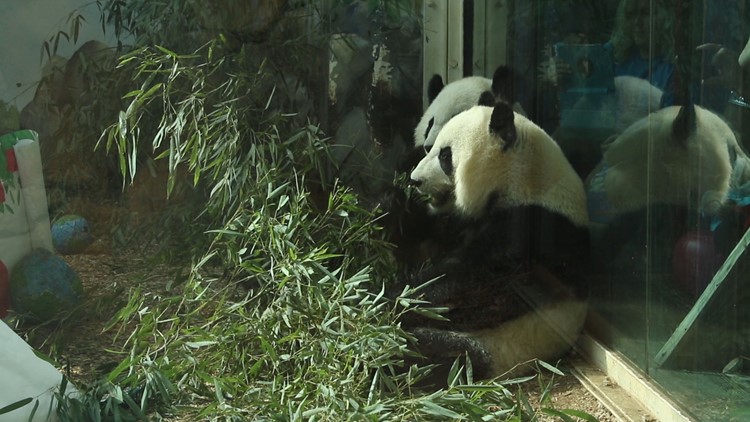 Panda twins' sweet send-off from Zoo Atlanta | 11alive.com