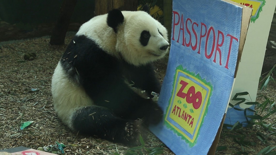 Panda twins' sweet send-off from Zoo Atlanta | 11alive.com