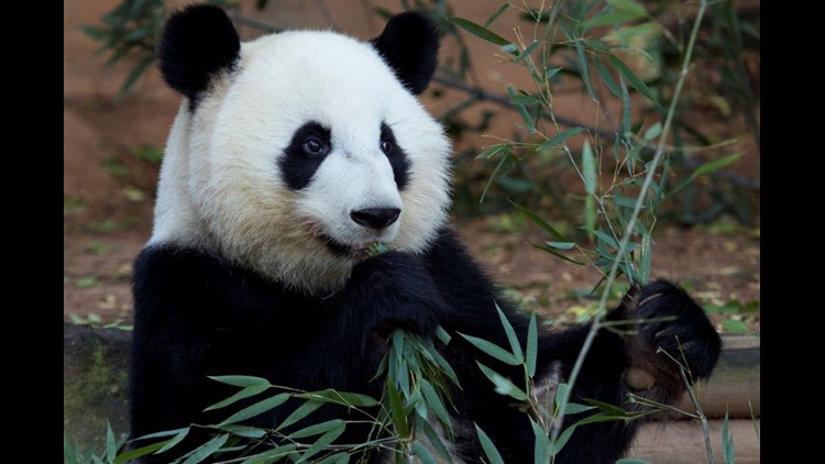 パンダ Panda twins' sweet send-off from Zoo Atlanta | 11alive.com