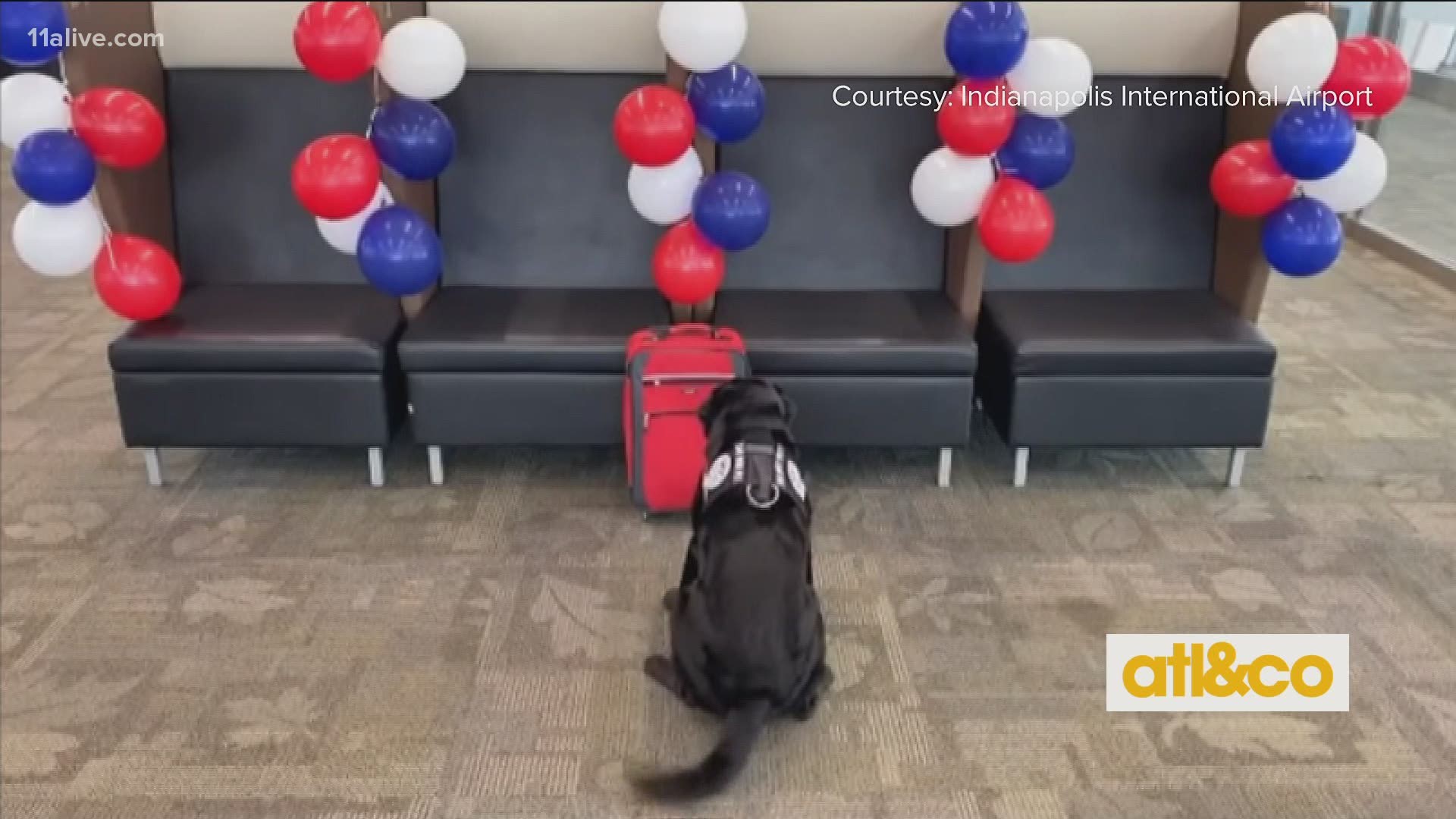 8-year-old bomb-sniffing dog TTirado at the Indianapolis International Airport gets a sweet send-off!