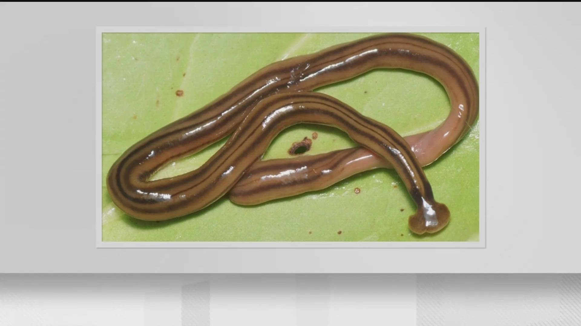 Hammerhead worms in Georgia | | 11alive.com