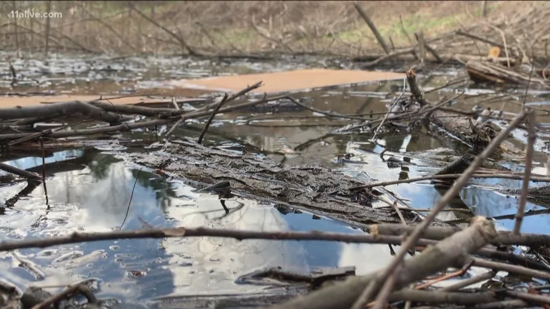 24/7 symphony of frogs keeps one Gwinnett County homeowner up at night.