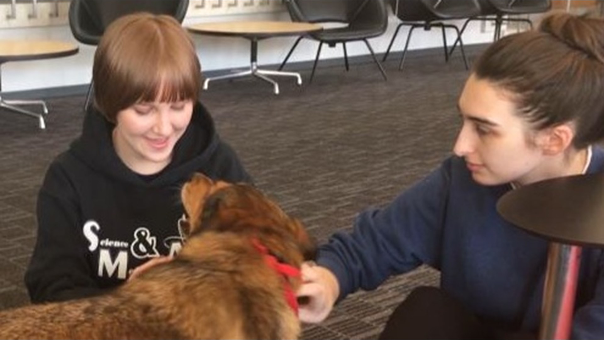 Therapy dogs help college students de-stress for final exams | 11alive.com