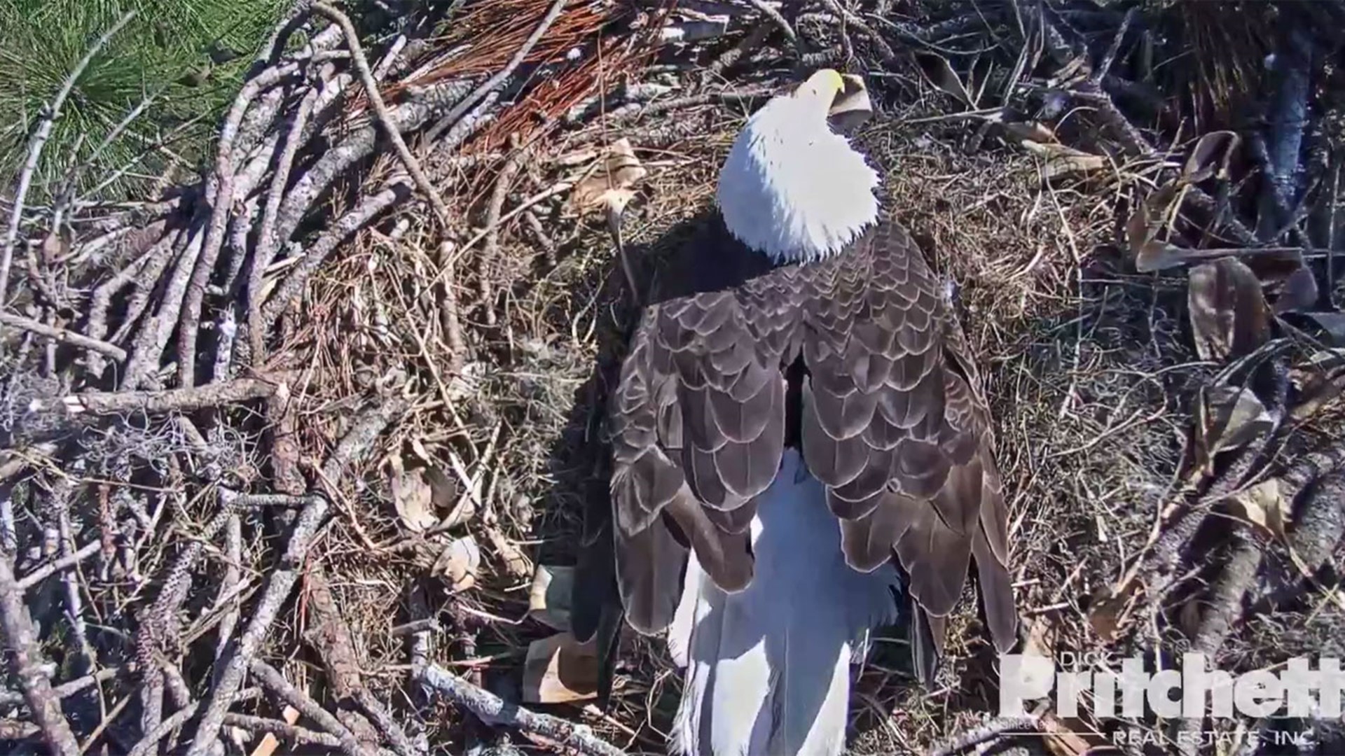 WATCH LIVE Eagle Cam Streaming SW Florida Bald Eagle Births 