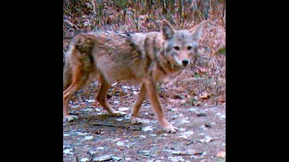 Coyote Challenge Kill A Coyote And You Could Get A Free Lifetime Hunting License 11alive Com