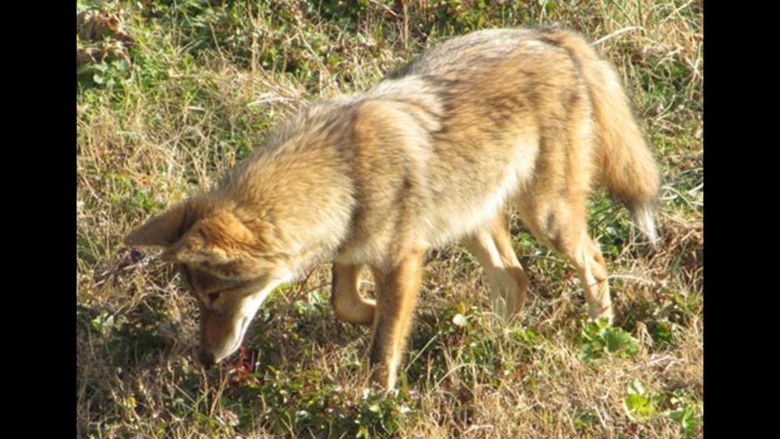we-were-ambushed-coyotes-kill-several-pets-in-san-jose-senior