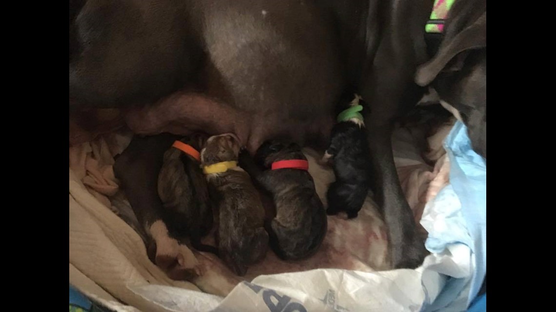 Rescued dog gives birth to fifteen puppies for New Year's! | 11alive.com
