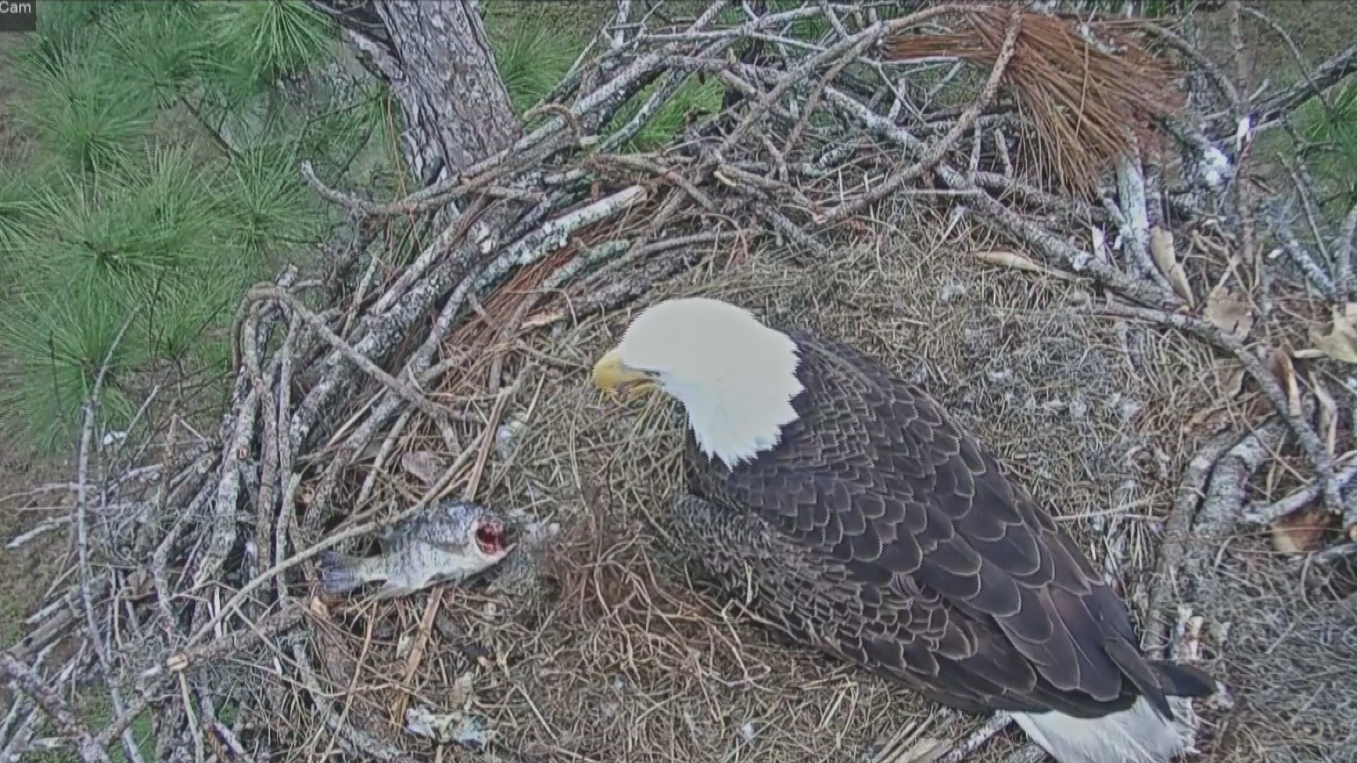 WATCH LIVE: 'Eagle cam' streaming Florida bald eagle birth | 11alive.com