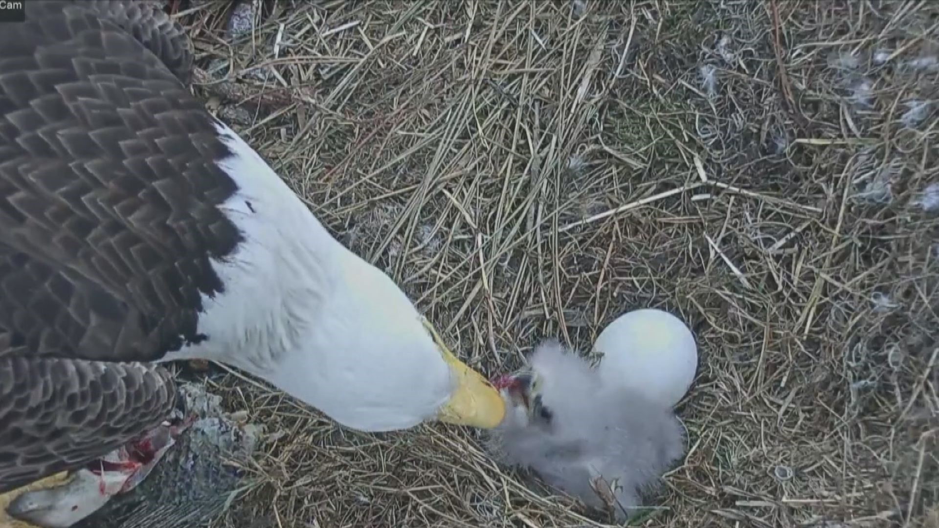 WATCH LIVE: 'Eagle cam' streaming Florida bald eagle birth | 11alive.com
