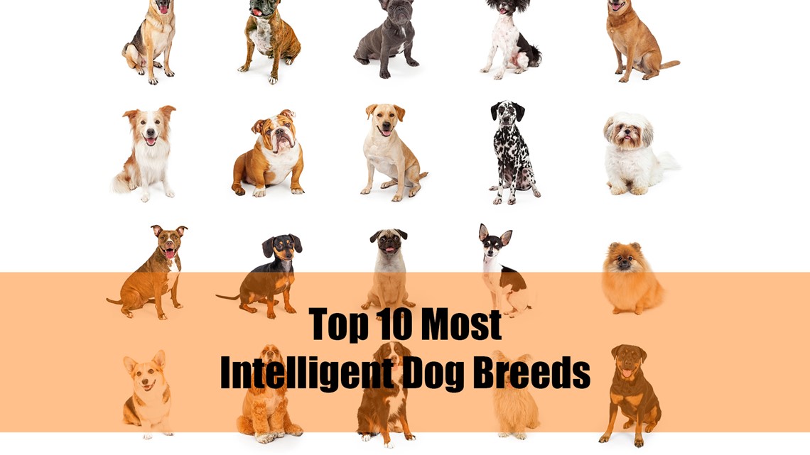 Here are the 10 most intelligent breeds of lovable dog