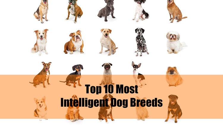 10 Intelligent Dog Breeds
