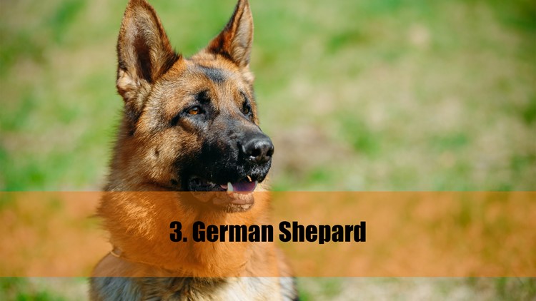 10 Intelligent Dog Breeds