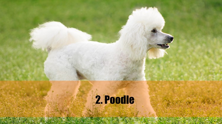 10 Intelligent Dog Breeds