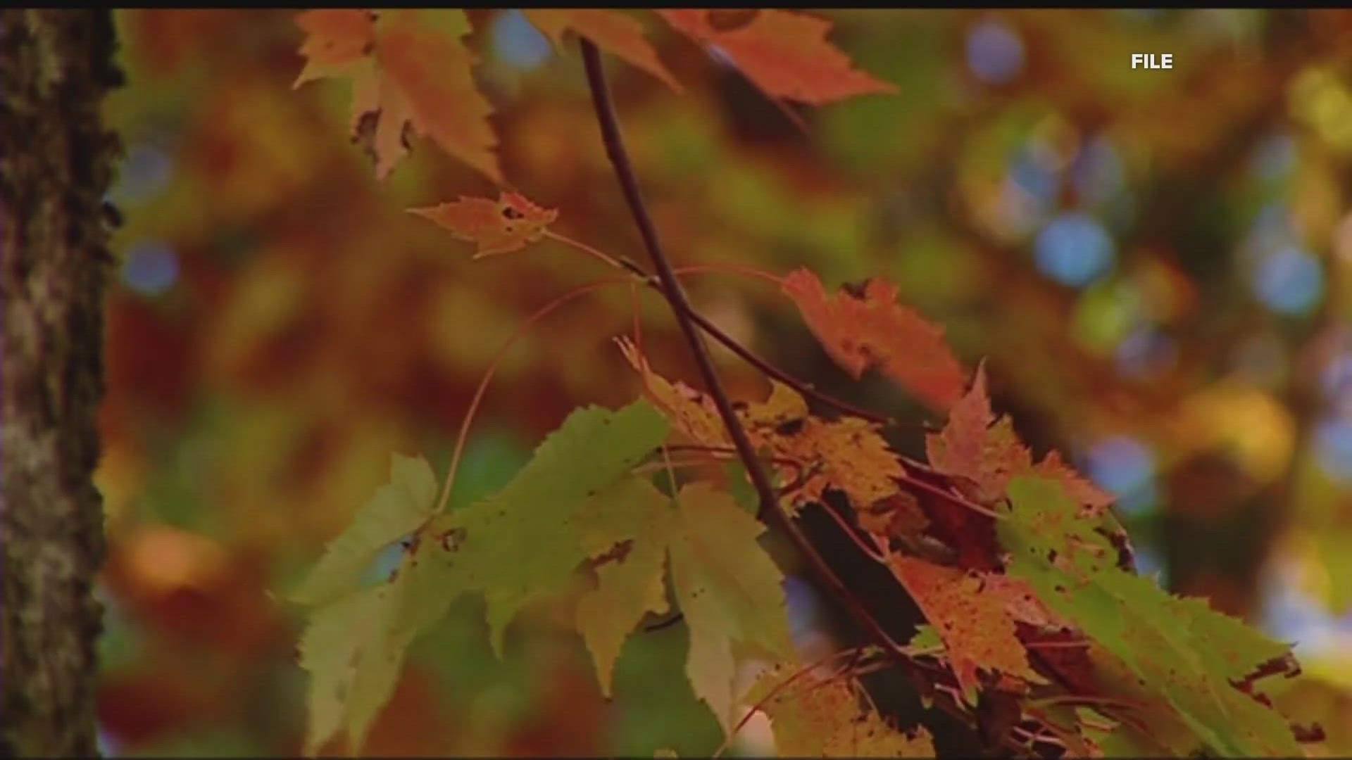 The peak of fall foliage season will happen earlier in the mountains than it does in metro Atlanta.