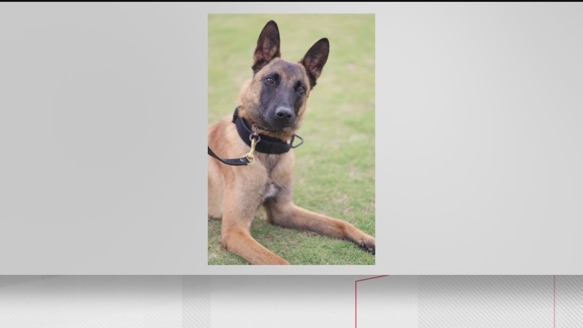 The five-year-old service animal, K-9 Chase, was found unresponsive in the patrol vehicle by his handler officer, K-9 Officer Neill.