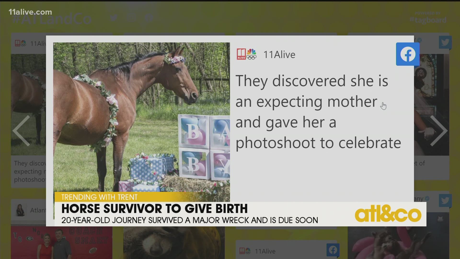 20-year-old horse Journey was saved from slaughter and now is expecting! See what's Trending with Trent on 'Atlanta & Company'