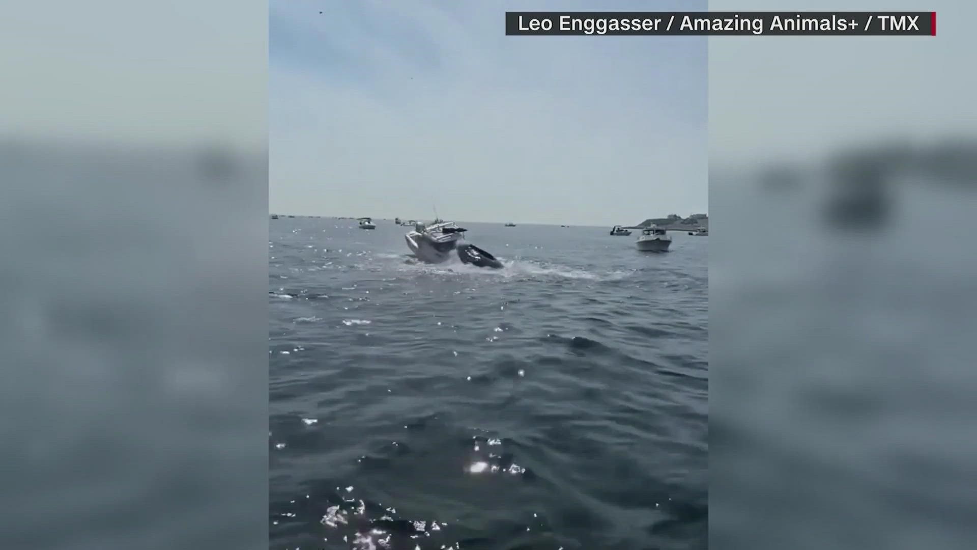 The harbormaster said no injuries were reported in the incident off the coast of Plymouth, Massachusetts.