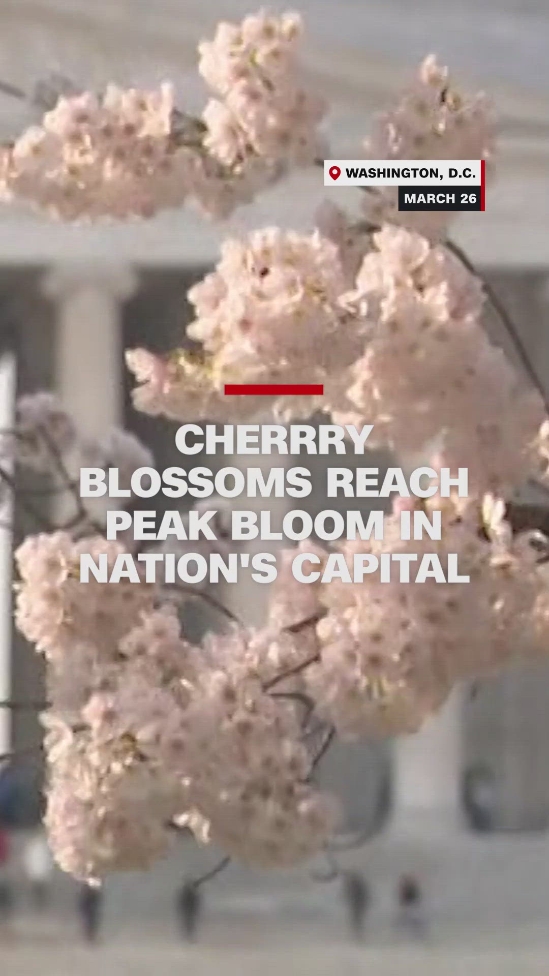 Cherry Blossoms reach peak bloom | 11alive.com