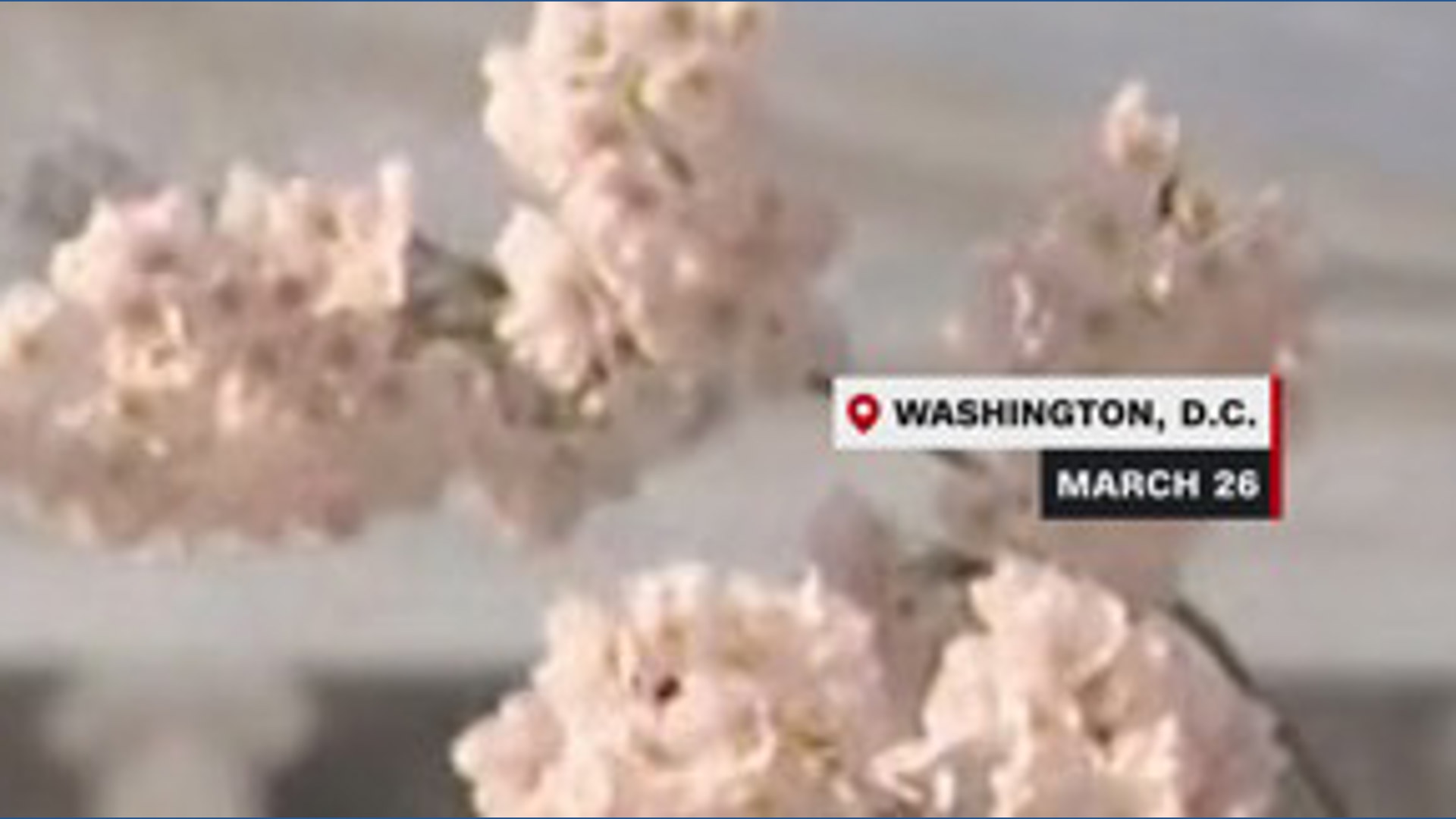 Cherry Blossoms reach peak bloom | 11alive.com