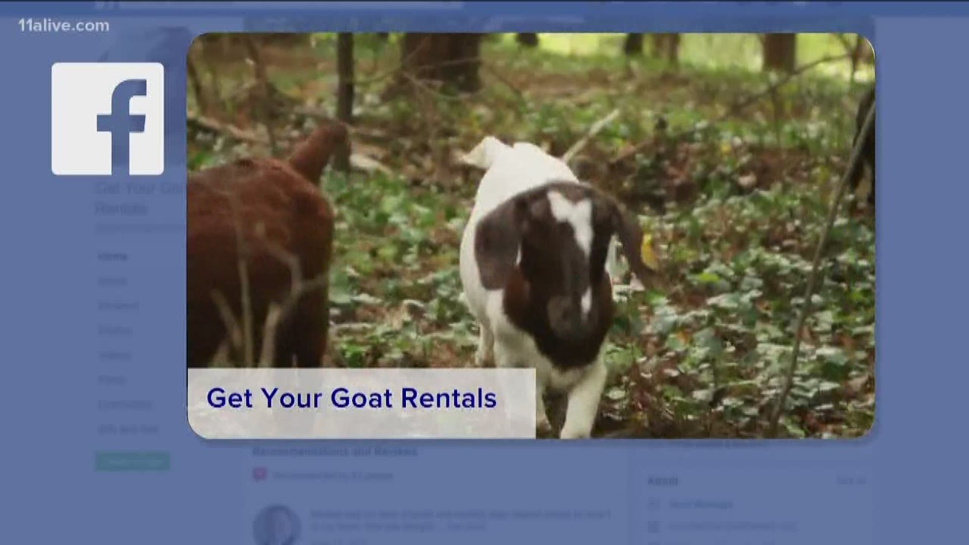 Get Your Goats Rentals will have some of its goats featured in a Had and Shoulders commercial.