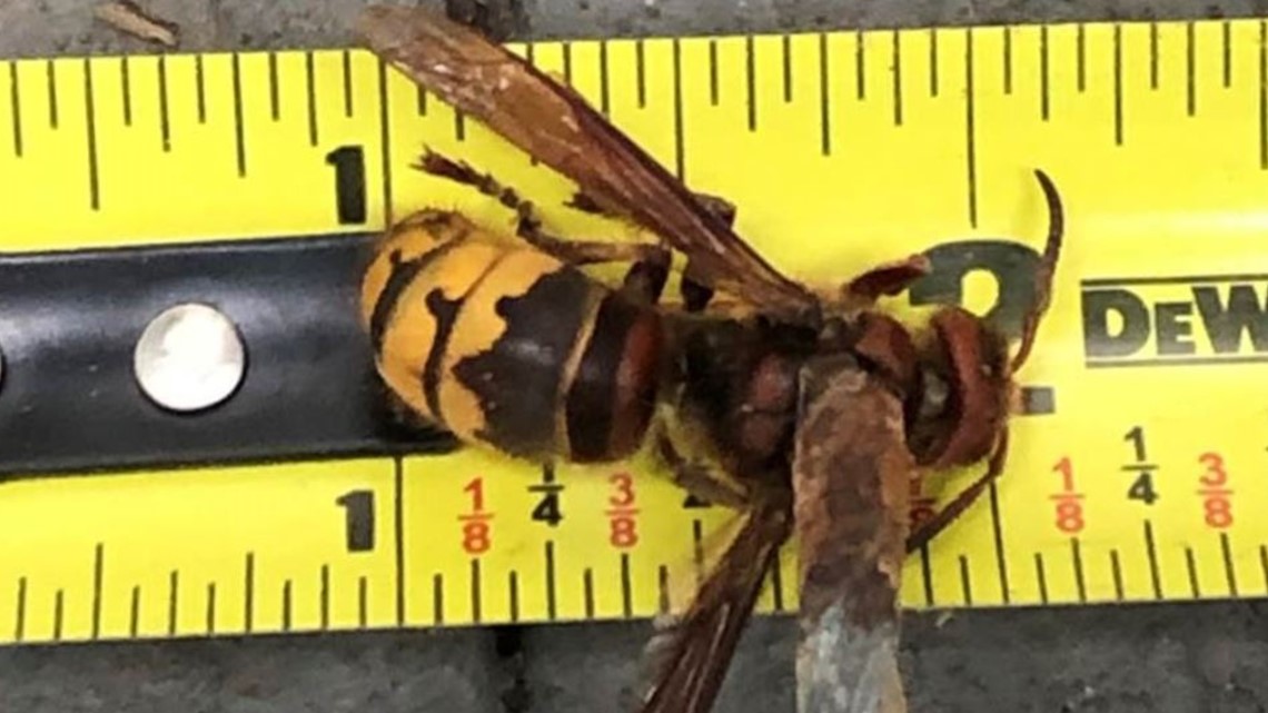 Yellow Jackets in Georgia