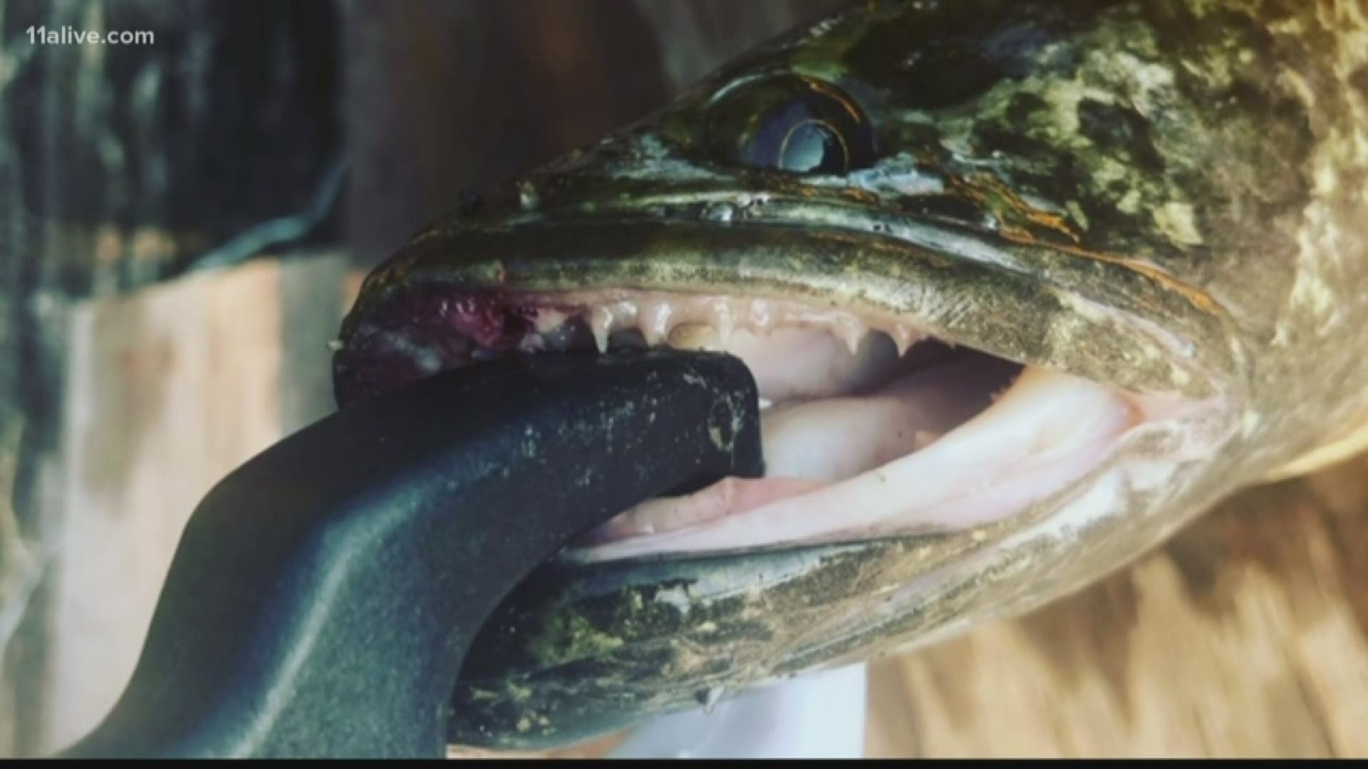 Man describes northern snakehead fish he caught at Gwinnett pond