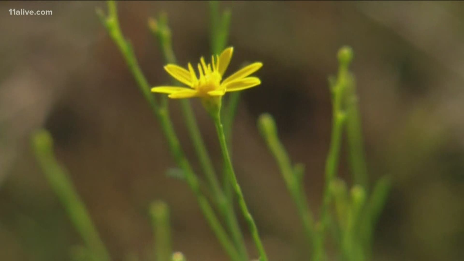 Pollen is expected to stick around through next week.