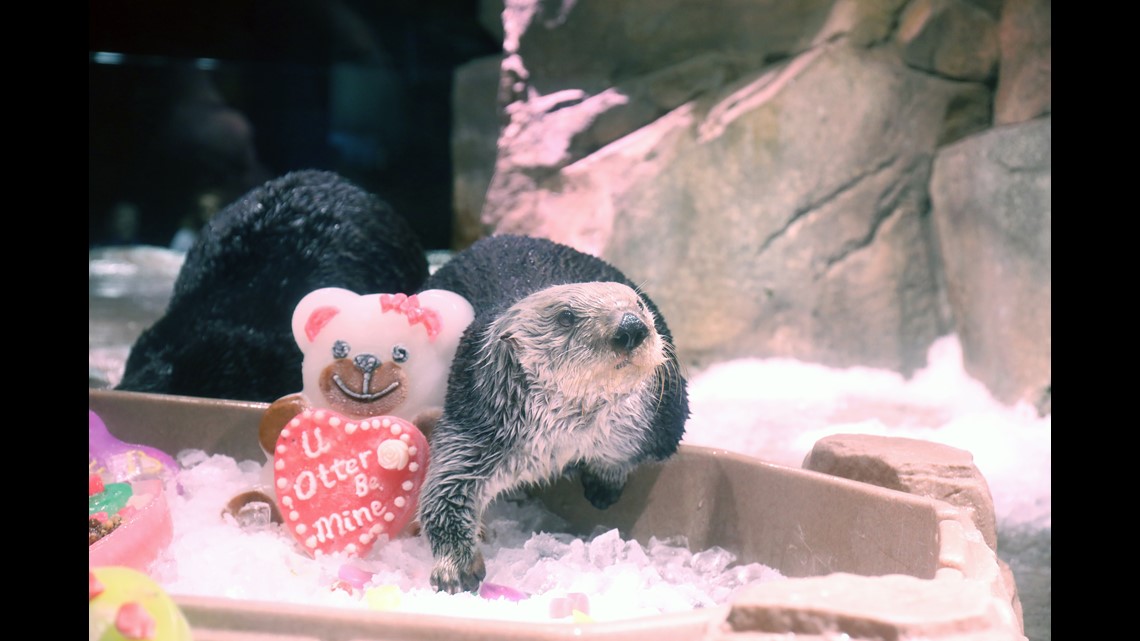 Georgia Aquarium sea otters enjoy Valentine's Day treats - 408099834 1140x641