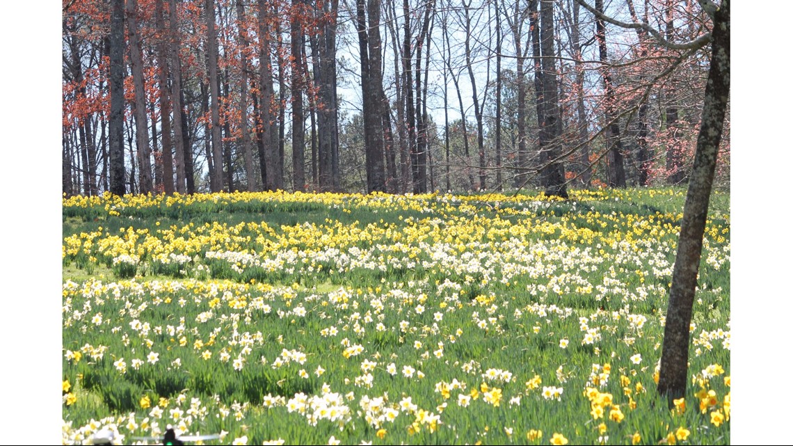 PHOTOS Gibbs Gardens' 20 million daffodils bloom early